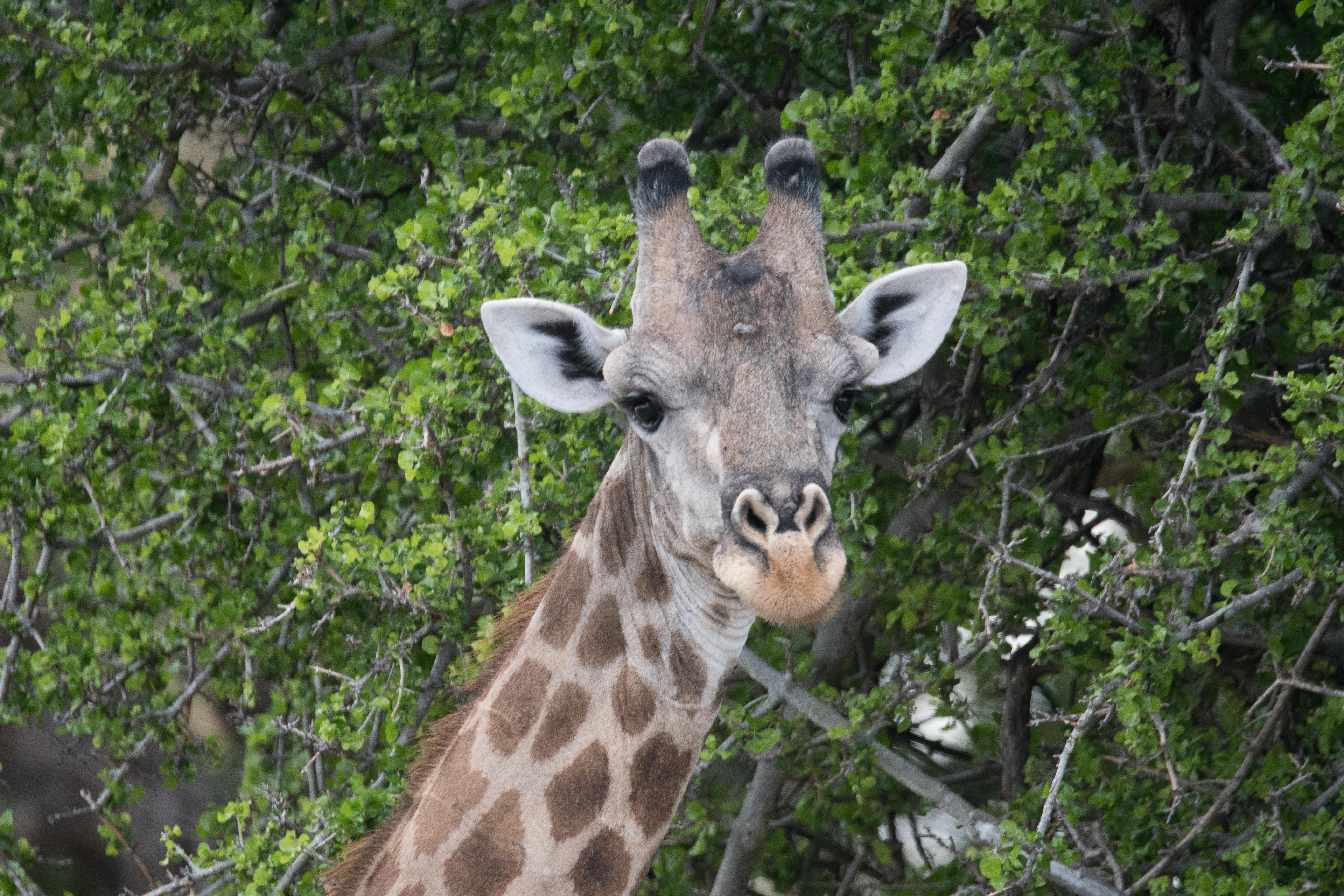 Girafe d'Angola (Angola giraffe, Giraffa giraffa ssp angolensis ), portrait d'un mâle adulte, Shinde, Botswana.